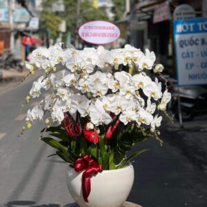 Gia chủ phát tài 01